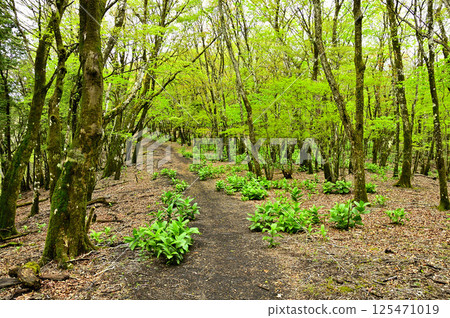 丹澤的Teppokinoto（明神山）－一條被新綠覆蓋的小徑 125471019