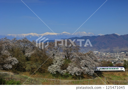Cherry blossoms on the switchback line at the old Katsunuma Station and the Chuo Main Line 125471045