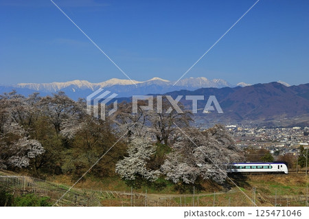 Cherry blossoms on the switchback line at the old Katsunuma Station and the Chuo Main Line Cherry blossoms on the switchback line at the old Katsunuma Station and the Chuo Main Line 125471046