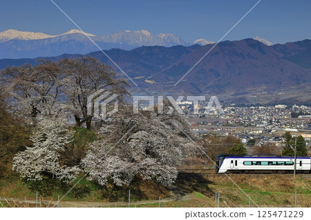 Cherry blossoms on the switchback line at the old Katsunuma Station and the Chuo Main Line Cherry blossoms on the switchback line at the old Katsunuma Station and the Chuo Main Line 125471229