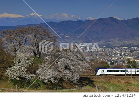 Cherry blossoms on the switchback line at the old Katsunuma Station and the Chuo Main Line 125471234
