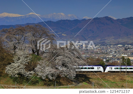Cherry blossoms on the switchback line at the old Katsunuma Station and the Chuo Main Line 125471237