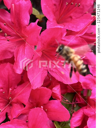 A honeybee sucking nectar from a vibrant azalea 125471246