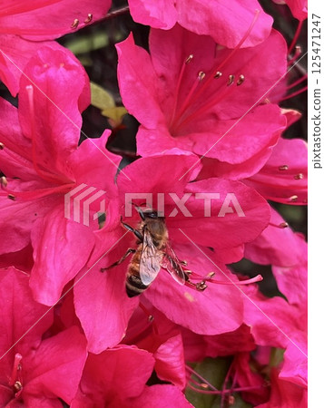 A honeybee sucking nectar from a vibrant azalea 125471247