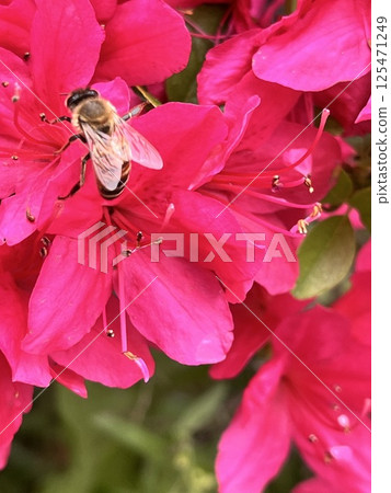 一隻蜜蜂正在從一朵鮮豔的杜鵑花中吸取花蜜 125471249
