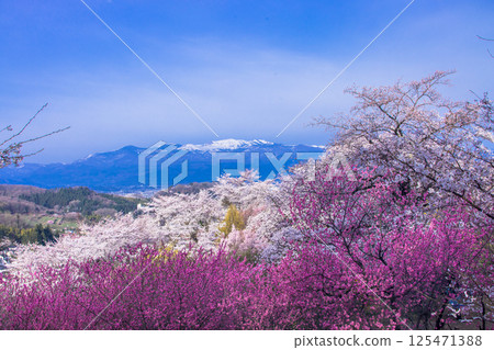 【福島縣_花見山公園】滿山鮮花盛開 【福島縣_花見山公園】滿山鮮花盛開 125471388