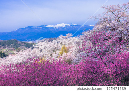 【福島縣_花見山公園】滿山鮮花盛開 125471389