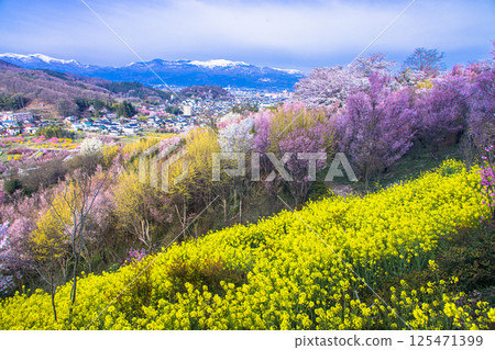 [Fukushima Prefecture_Hanamiyama Park] The entire mountain is covered in a profusion of flowers 125471399