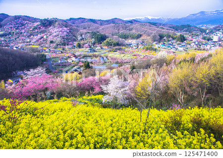 [Fukushima Prefecture_Hanamiyama Park] The entire mountain is covered in a profusion of flowers 125471400