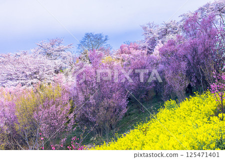 [Fukushima Prefecture_Hanamiyama Park] The entire mountain is covered in a profusion of flowers 125471401