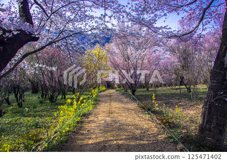 [Fukushima Prefecture_Hanamiyama Park] The entire mountain is covered in a profusion of flowers 125471402