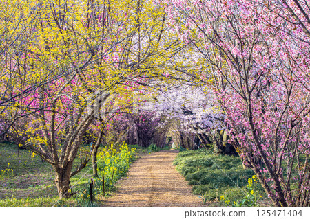 【福島縣_花見山公園】滿山鮮花盛開 125471404