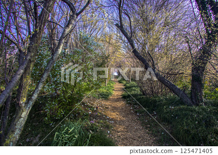 【福島縣_花見山公園】滿山鮮花盛開 125471405