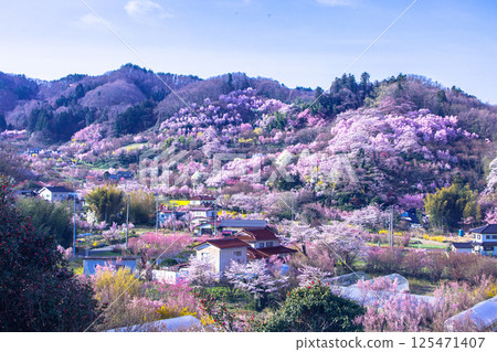 【福島縣_花見山公園】滿山鮮花盛開 【福島縣_花見山公園】滿山鮮花盛開 125471407