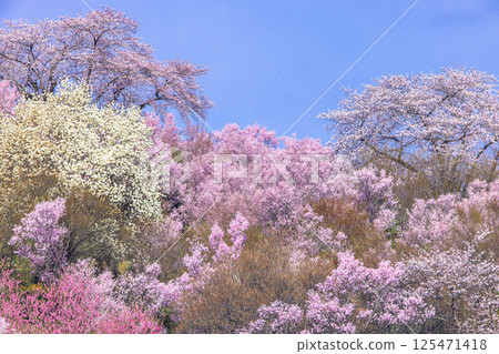 [Fukushima Prefecture_Hanamiyama Park] The entire mountain is covered in a profusion of flowers 125471418