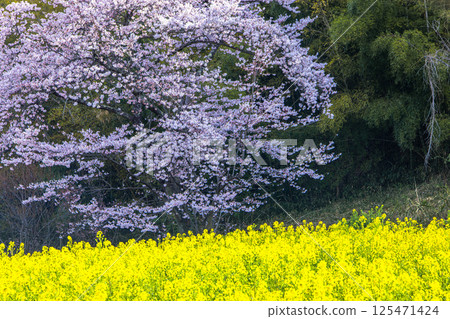 【福島縣_花見山公園】滿山鮮花盛開 【福島縣_花見山公園】滿山鮮花盛開 125471424