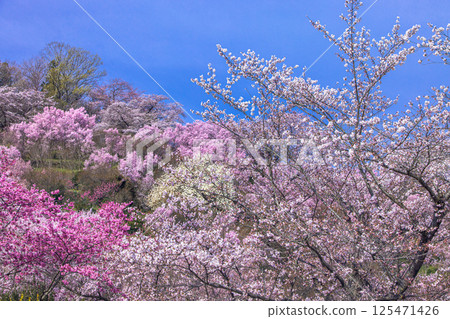 【福島縣_花見山公園】滿山鮮花盛開 125471426