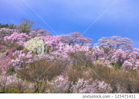 [Fukushima Prefecture_Hanamiyama Park] The entire mountain is covered in a profusion of flowers 125471431