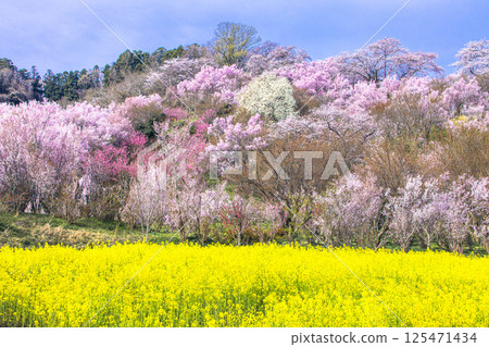 [Fukushima Prefecture_Hanamiyama Park] The entire mountain is covered in a profusion of flowers 125471434