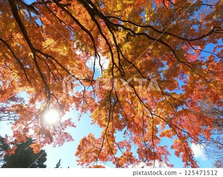 Autumn leaves at Hachiman Shrine 125471512