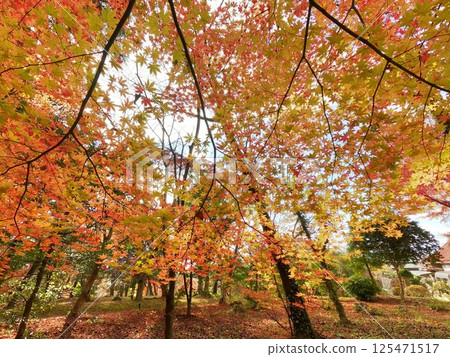 Autumn leaves at Hachiman Shrine 125471517