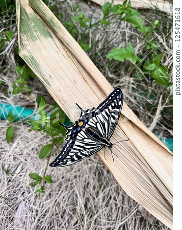 A swallowtail butterfly resting with its wings spread 125471618