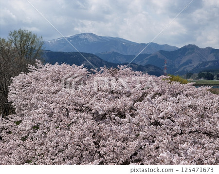 川渡溫泉河床上盛開的櫻花的鳥瞰圖 125471673