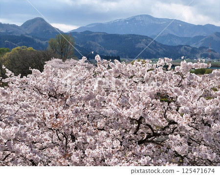 Aerial view of cherry blossoms in full bloom on the riverbed of Kawatabi Onsen Aerial view of cherry blossoms in full bloom on the riverbed of Kawatabi Onsen 125471674