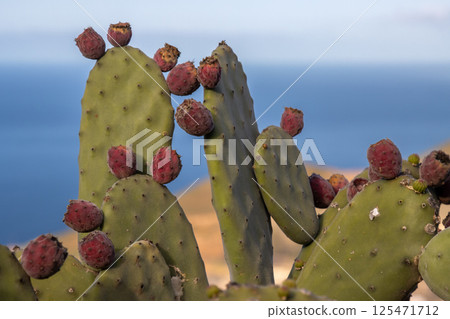Detail of red opuntia fruits, Spain 125471712