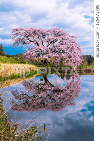 [Fukushima Prefecture_Hosui no Sakura] Weeping cherry blossoms reflecting their graceful form on the surface of the pond 125471799