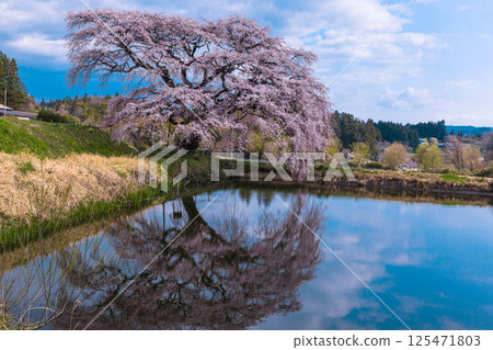 [Fukushima Prefecture_Hosui no Sakura] Weeping cherry blossoms reflecting their graceful form on the surface of the pond 125471803