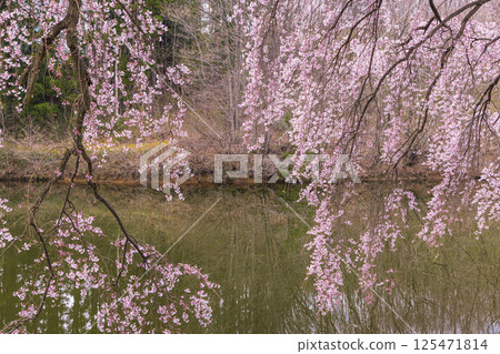 [Fukushima Prefecture_Hosui no Sakura] Weeping cherry blossoms reflecting their graceful form on the surface of the pond 125471814