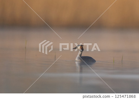Great Crested Grebe 125471868