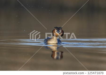 Great Crested Grebe Great Crested Grebe 125471870