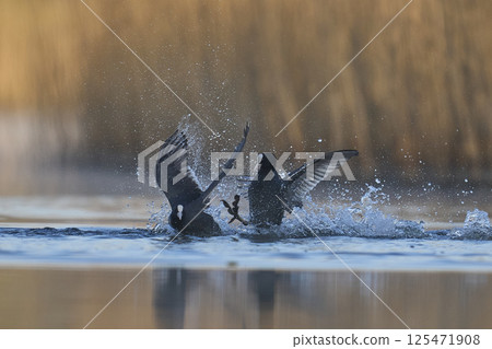Coot fighting 125471908