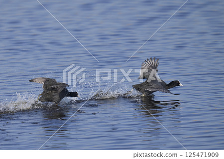 Coot fighting 125471909