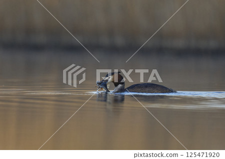 Great Crested Grebe with fish 125471920