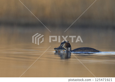 Great Crested Grebe with fish Great Crested Grebe with fish 125471921