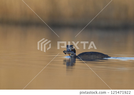 Great Crested Grebe with fish 125471922