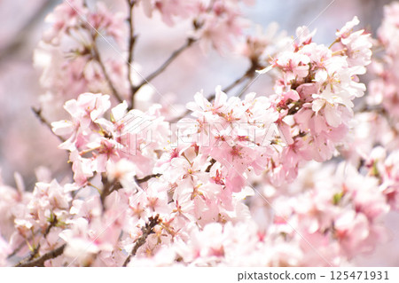華麗的粉紅春分 125471931