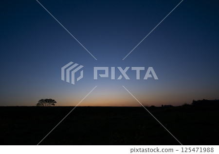 A single tree standing at dusk A single tree standing at dusk 125471988