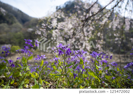 盛開的紫色百合花在櫻花的襯托下 盛開的紫色百合花在櫻花的襯托下 125472002