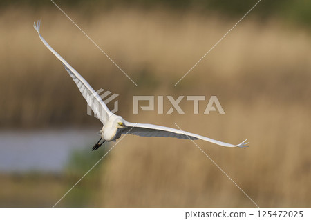 Great White Egret in flight Great White Egret in flight 125472025