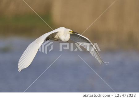 Great White Egret in flight Great White Egret in flight 125472028