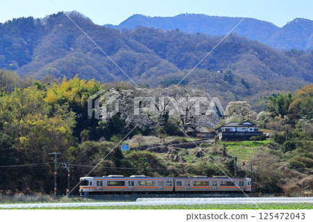 身延線列車和櫻花 125472043