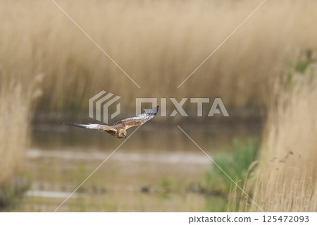 Marsh Harrier in flight Marsh Harrier in flight 125472093