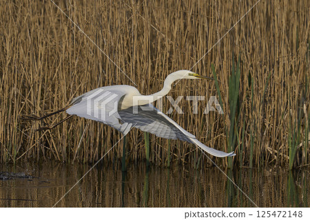 Great White Egret taking off 125472148
