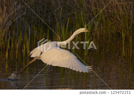 Great White Egret taking off 125472151