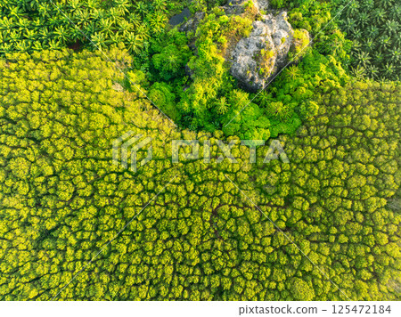 Top view green forest trees background, Beautiful green nature background Top view green forest trees background, Beautiful green nature background 125472184