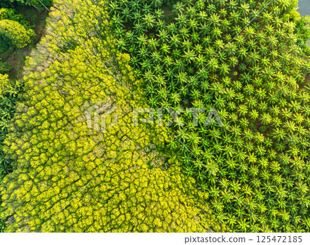 Top view green forest trees background, Beautiful green nature background 125472185